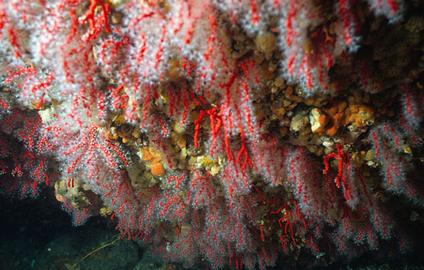 L'ALTRA IMMERSIONE