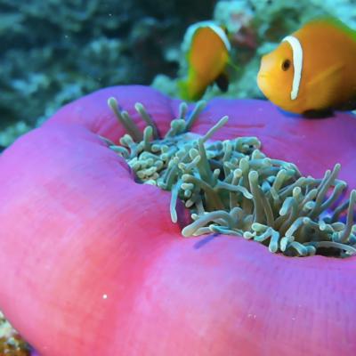 Anemone Manta